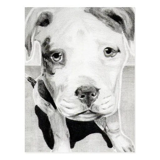 Perrito de Pitbull en el lápiz 2 de Jacob Grimm Tarjetas Postales ...