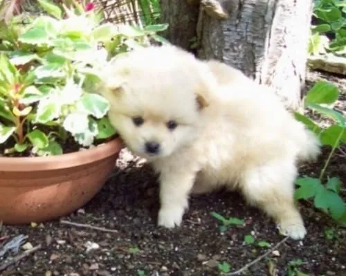 Fotos de perrito Pomeranian encantador en adopción - Cáceres ... Fotos de perrito Pomeranian encantador en adopción - Cáceres ...