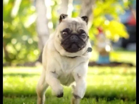 Perrito Pug Jugando con su cuñado - YouTube