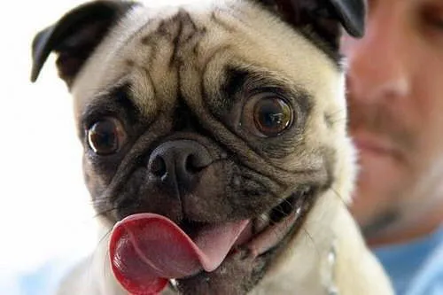 Un perrito tierno - Fotos de perros - Humor12. Un perrito tierno - Fotos de perros - Humor12.