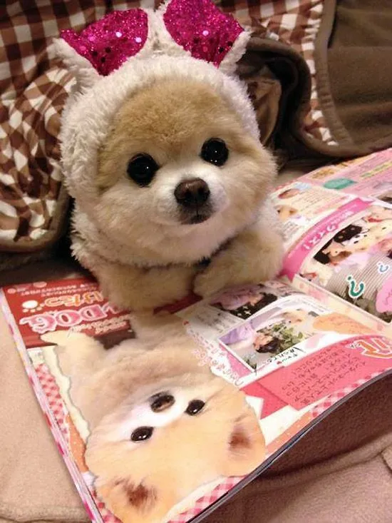 el-perrito-mas-tierno-del- ...
