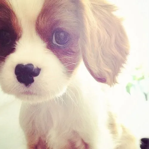 perrito tierno | Tumblr