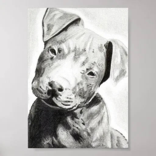 perrito_de_pitbull_en_la_ ...