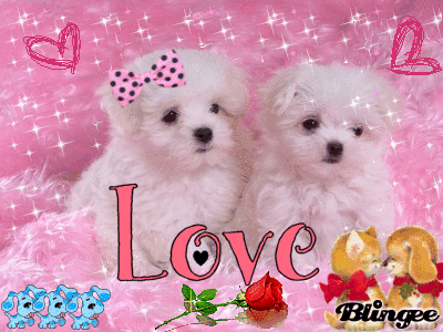 perritos amorosos Picture #121551525 | Blingee.com perritos amorosos Picture #121551525 | Blingee.com