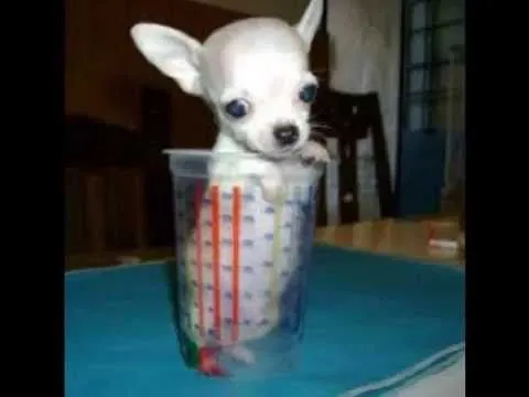 perritos bebes cachorros - YouTube