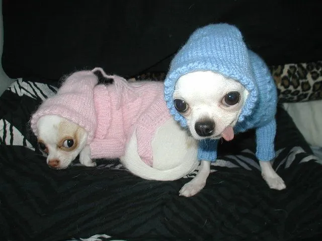 Perritos bebés graciosos - Imagui