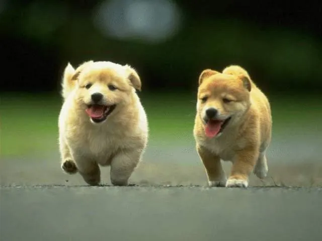 Perritos bonitos y bebés - Imagui
