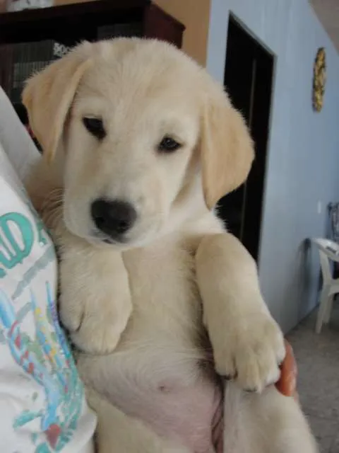 Perritos bebés labradores - Imagui
