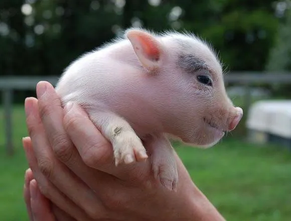 Un animalito bebé - Mascotas Yep