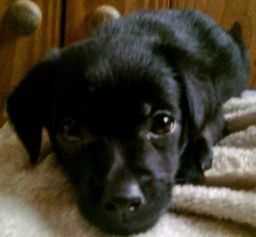 PERRITOS BEBES NEGROS - Imagui