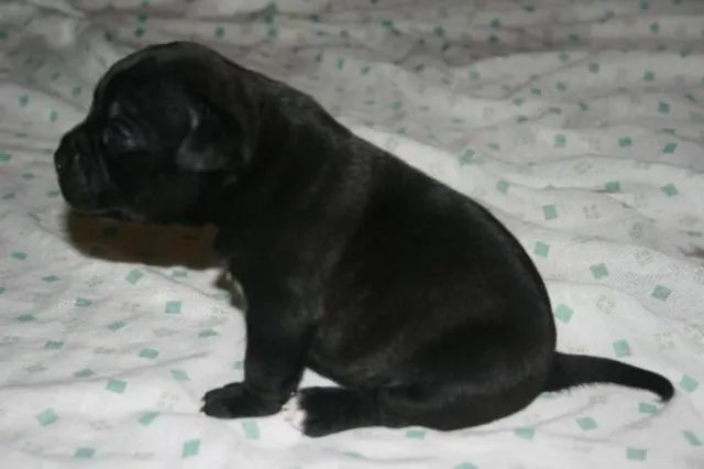 PERRITOS BEBES NEGROS - Imagui