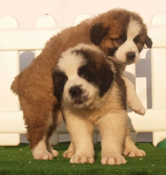 Perritos bebés san bernardo - Imagui