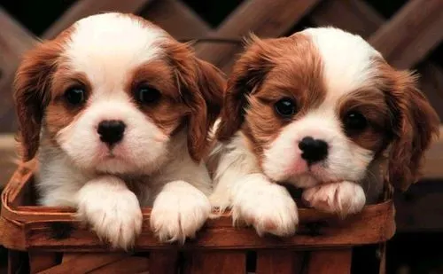 perritos bebes tiernos animados - Buscar con Google | Baby Dog ... perritos bebes tiernos animados - Buscar con Google | Baby Dog ...