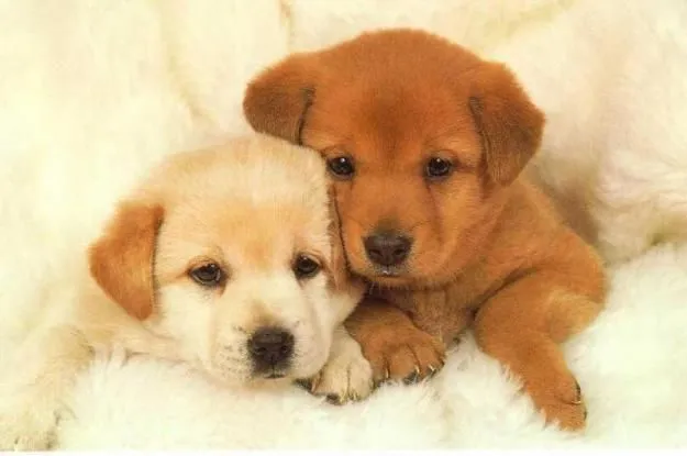 perritos bebes tiernos - Buscar con Google | Baby Dog | Pinterest ... perritos bebes tiernos - Buscar con Google | Baby Dog | Pinterest ...
