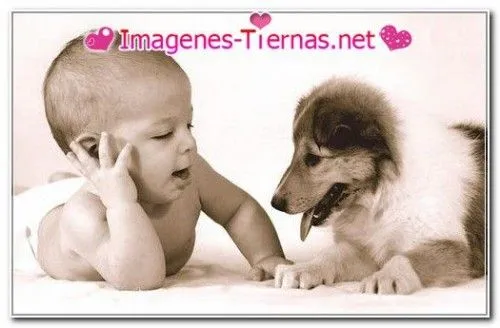 Perritos tiernos bebés con frases - Imagui
