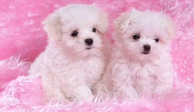 Perritos bebés tiernos y lindos - Imagui