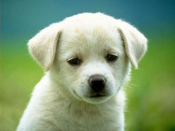 perritos bonitos