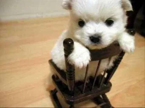 Perritos bonitos imagenes - Imagui