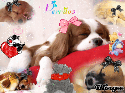 Perritos bonitos dormidos