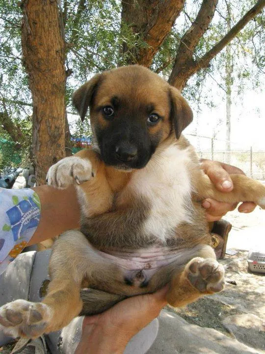 Perritos que buscan hogar