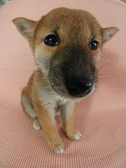 Perritos Cabezones... - Fornewssites!