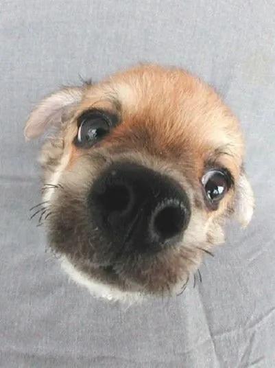 Perritos cabezones - Imagui