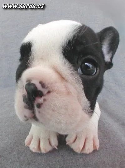 Perritos cachorros