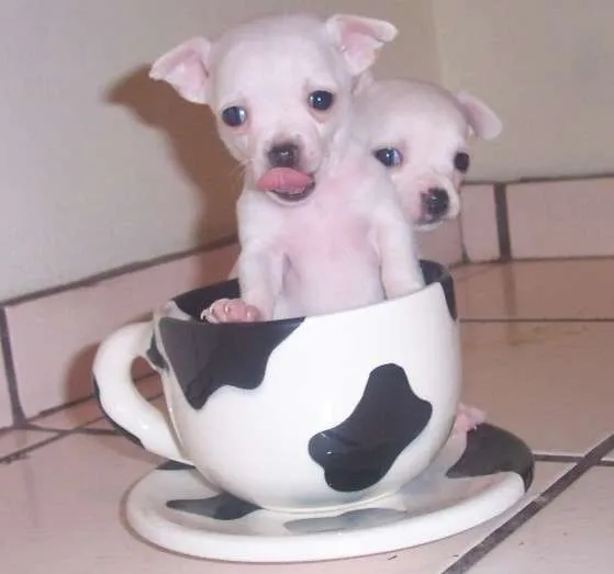 Chihuahua de bolsillo perro - Imagui