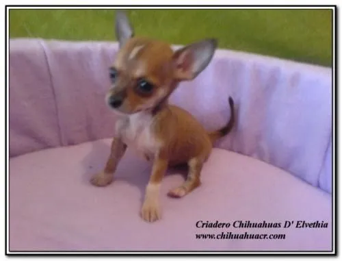Vendo perros chihuahua de bolsillo - San José, Costa Rica ...