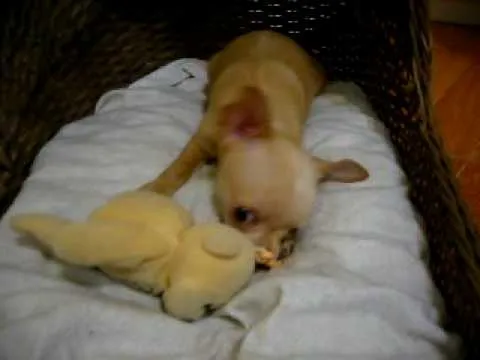 Imagenes de perritos chihuahua bebés - Imagui Imagenes de perritos chihuahua bebés - Imagui