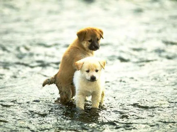Perritos cukis on Pinterest | Animales, Yorkshire Terrier and ...