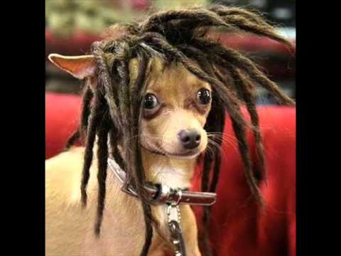 PERRITOS DISFRAZADOS.wmv - YouTube