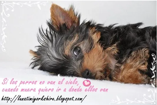 Perritos con frases - Imagui