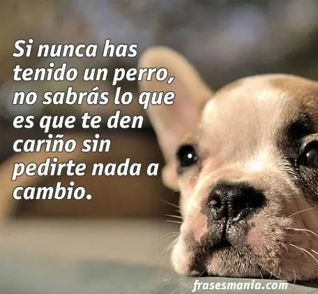 PERRITOS CON FRASES TKM | TODO PARA FACEBOOK IMAGENES PARA ...