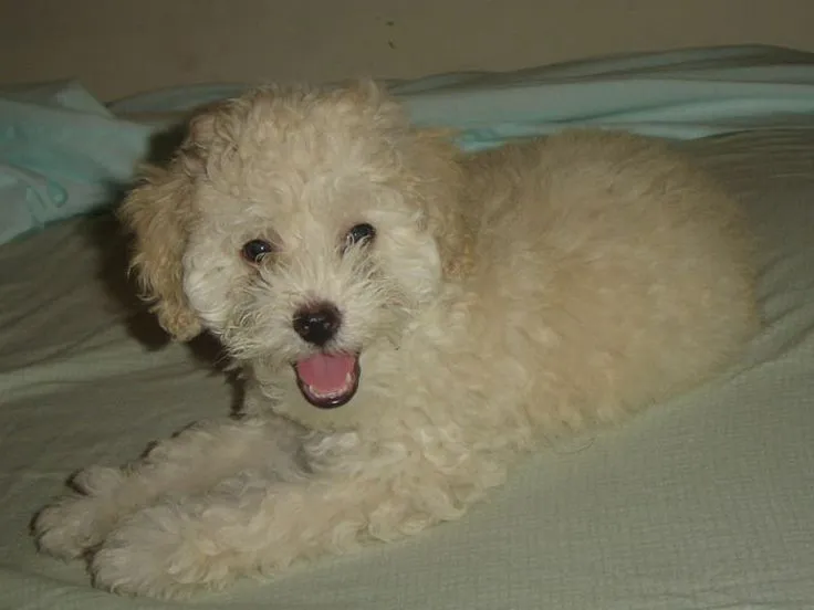perritos french poodle caniche toy fotos | Tipos de caniches ...