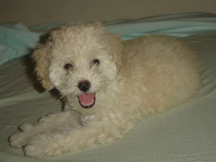perritos french poodle caniche toy fotos | Tipos de caniches ... perritos french poodle caniche toy fotos | Tipos de caniches ...