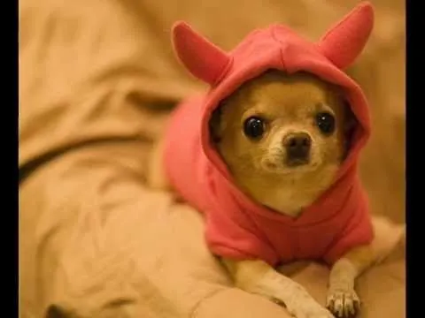 los perritos y gatitos más bonitos y chistosos^^ - YouTube los perritos y gatitos más bonitos y chistosos^^ - YouTube