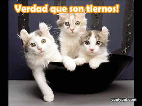 Perritos Y Gatitos Tiernos - YouTube