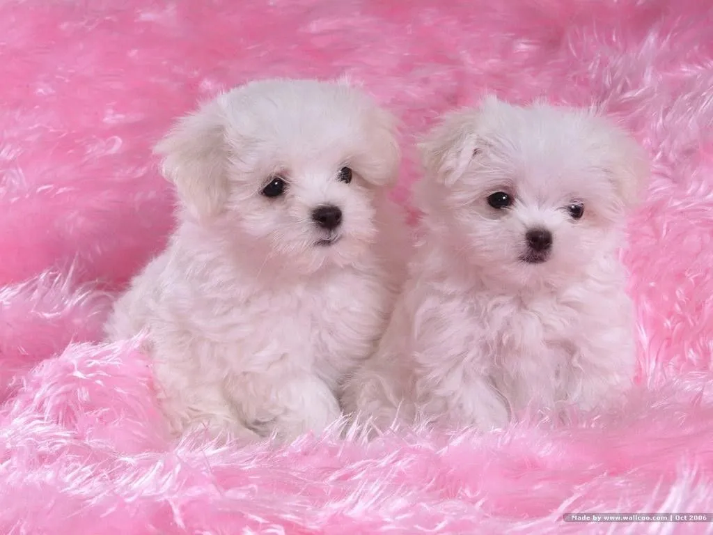 Perritos golden bebés tiernos - Imagui