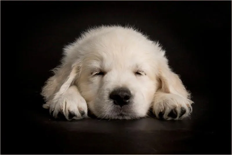 Perritos ^^ HD (Te van a a encantar) - Taringa! Perritos ^^ HD (Te van a a encantar) - Taringa!