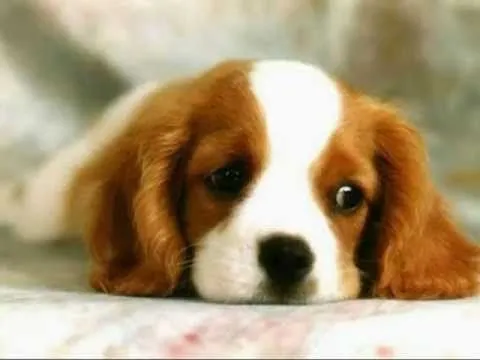 Perritos Hermosos - YouTube