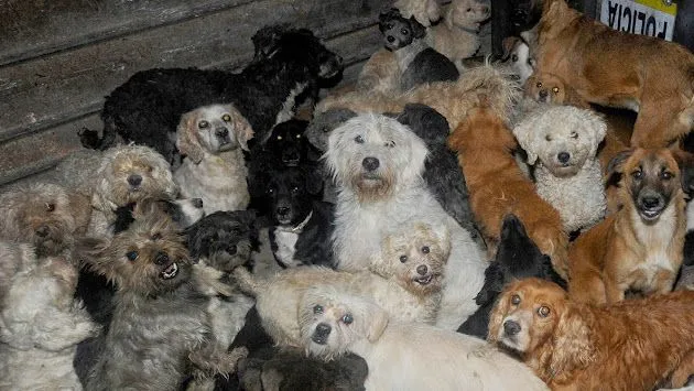 PERRITOS SIN HOGAR - Google+