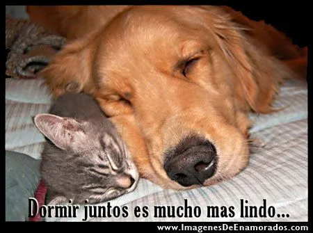 Postales Con Gatitos | Imagenes De Enamorados