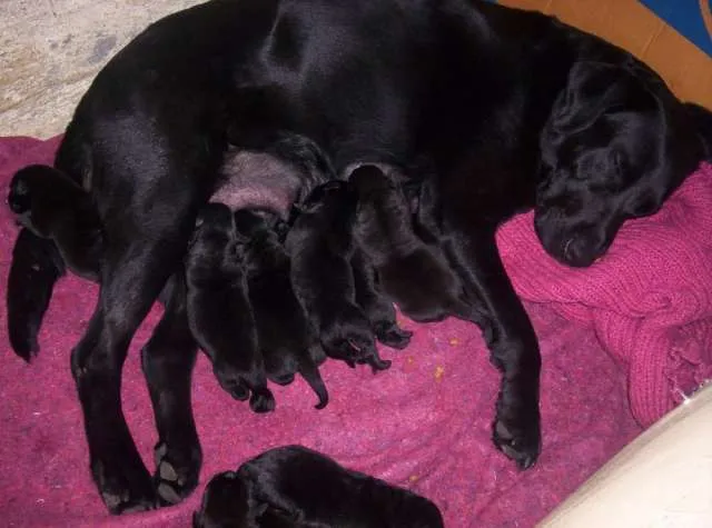 Perritos labradores bebés negros - Imagui