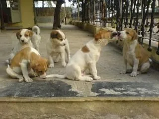 perritos lindos, los animales domésticos | Descargar Fotos gratis perritos lindos, los animales domésticos | Descargar Fotos gratis