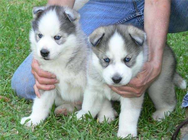 Perritos lindos husky siberiano para un buen hogar. - Potosí ... Perritos lindos husky siberiano para un buen hogar. - Potosí ...