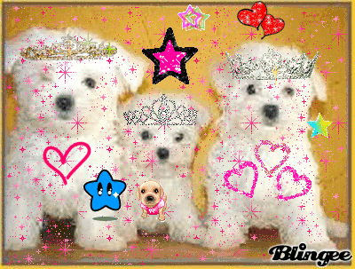 perritos lindos Picture #76004797 | Blingee. perritos lindos Picture #76004797 | Blingee.