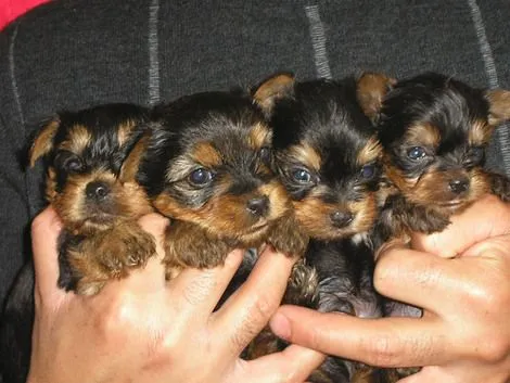 Fotos de perritos muy monos - Imagui