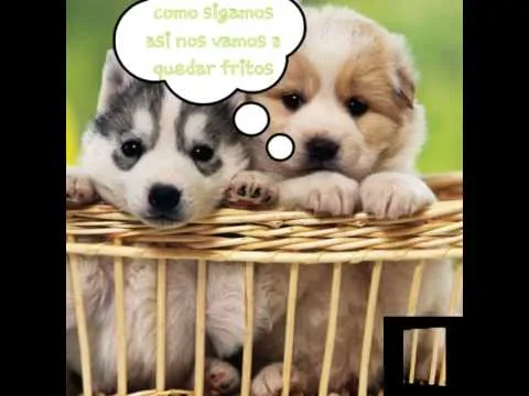 Perritos monos con mensajes - YouTube