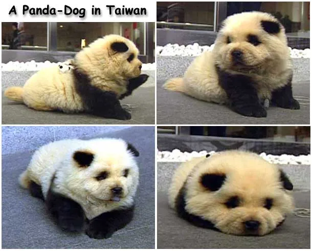 Perritos pandas bebés llaman la atención del mundo - Taringa!